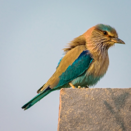 Wild blue Indian roller bird perched on post in rural Rajasthan