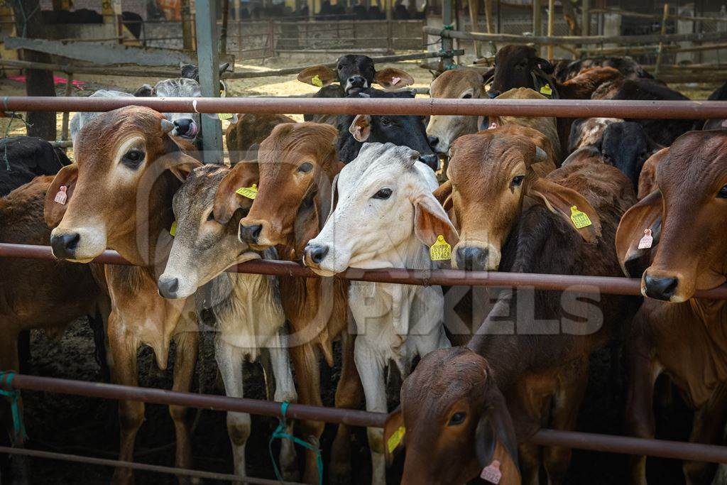 Large herd of Indian cows in an enclosure at a gaushala or goshala in Jaipur, India, 2022