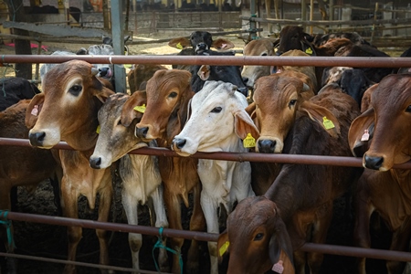 Large herd of Indian cows in an enclosure at a gaushala or goshala in Jaipur, India, 2022