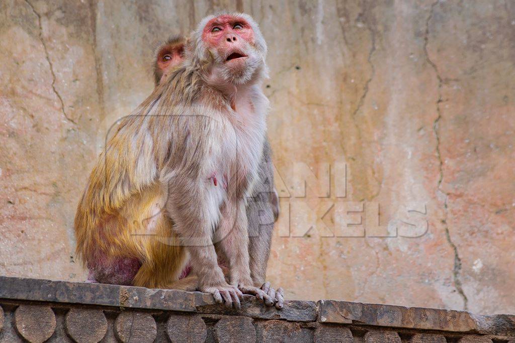 Two Indian macaque monkeys at Galta Ji monkey temple near Jaipur in Rajasthan in India