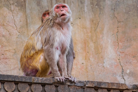 Two Indian macaque monkeys at Galta Ji monkey temple near Jaipur in Rajasthan in India