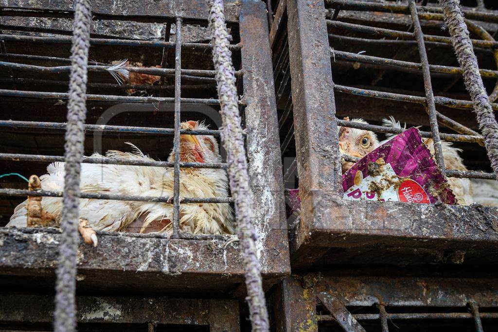Dirty and frightened Indian broiler chickens in cages on large transport trucks at Ghazipur murga mandi, Ghazipur, Delhi, India, 2022