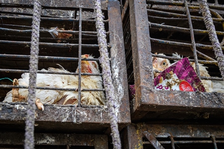 Dirty and frightened Indian broiler chickens in cages on large transport trucks at Ghazipur murga mandi, Ghazipur, Delhi, India, 2022