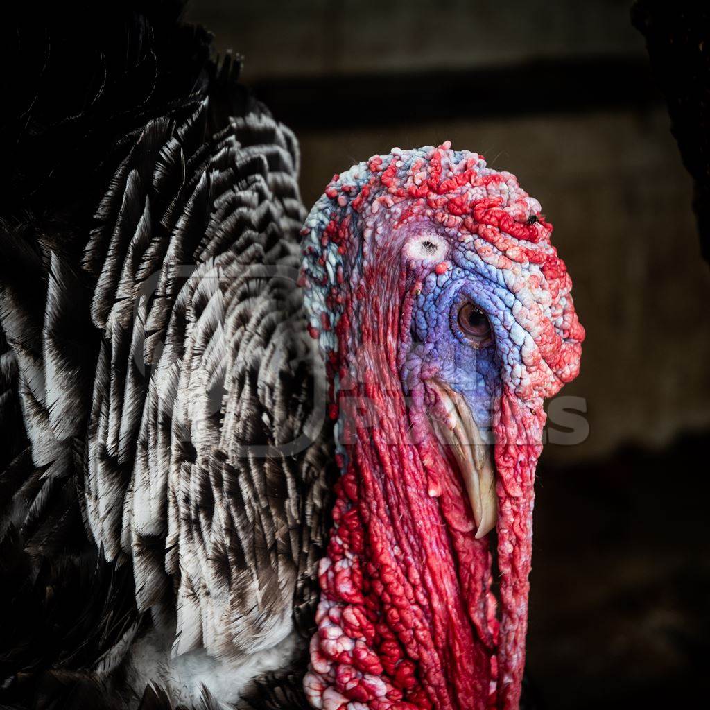 Turkey in captivity at a mini zoo at Dolphin Aquarium, Mumbai