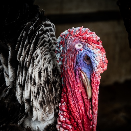 Turkey in captivity at a mini zoo at Dolphin Aquarium, Mumbai