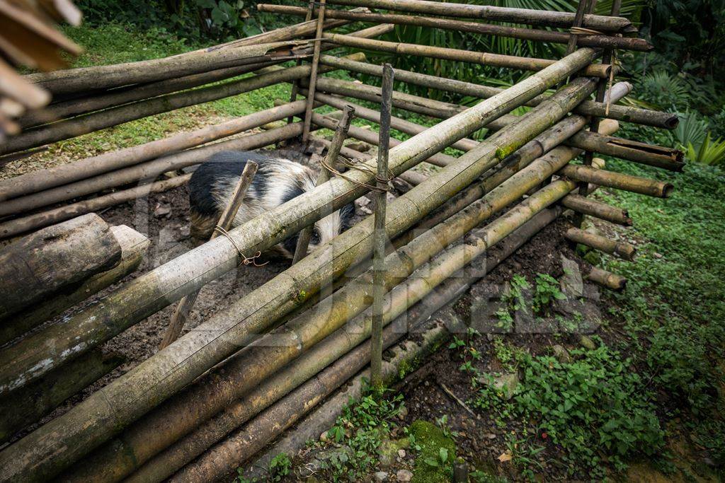 Solitary farmed Indian pig kept in muddy wooden pigpen on a rural pig farm in Nagaland, Northeast India, 2018