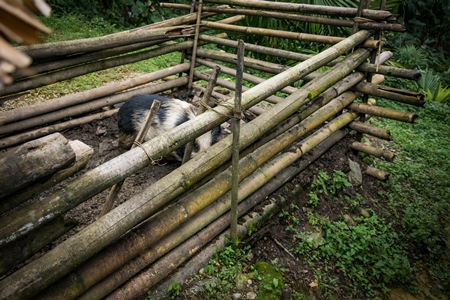 Solitary farmed Indian pig kept in muddy wooden pigpen on a rural pig farm in Nagaland, Northeast India, 2018