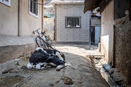 Indian dairy cow calf tied up alone on a small urban dairy or tabela in the city of Pune, Maharashtra, India, 2024