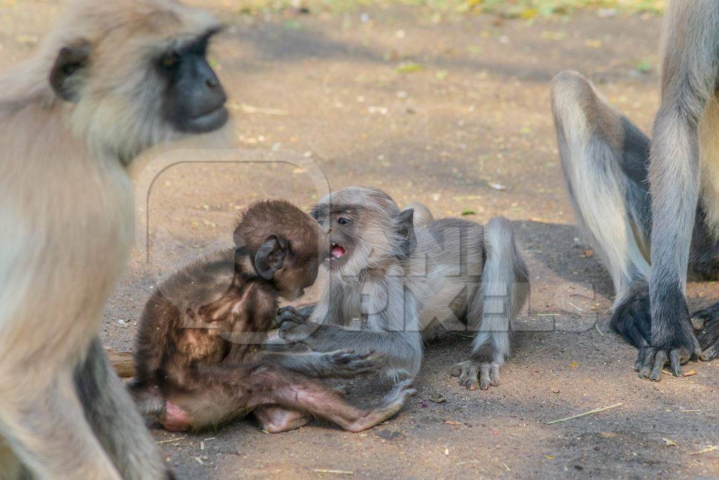 Indian gray or hanuman langur monkey mothers with small cute babies playing in Mandore Gardens in the city of Jodhpur in Rajasthan in India