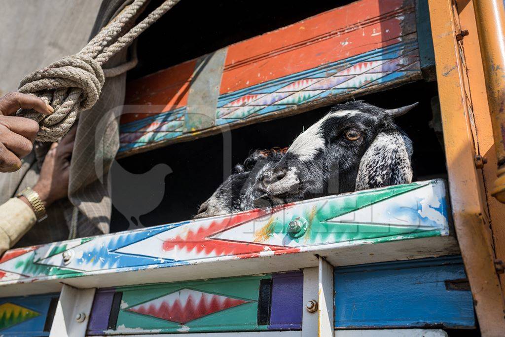 Indian goats bleat in the back of a colourful transport truck at Chakan Goat and Sheep market, Maharashtra, India, 2024