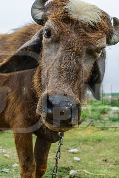 Farmed buffalo used for milk tied to a post in a rural village