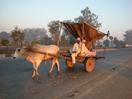 Bullock pulling cart with man along road