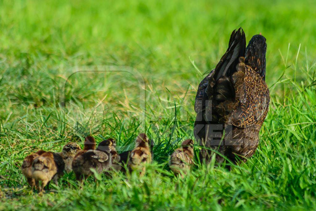 Free range mother chicken with chicks in a green field in Nagaland in Northeast India