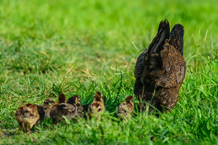 Free range mother chicken with chicks in a green field in Nagaland in Northeast India