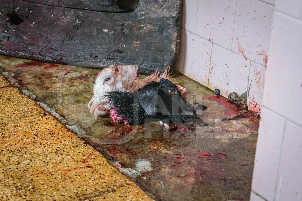 Heads of Indian goats killed by religious slaughter or animal sacrifice by priests inside Kamakhya temple in Guwahati, Assam, India, 2018
