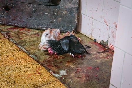 Heads of Indian goats killed by religious slaughter or animal sacrifice by priests inside Kamakhya temple in Guwahati, Assam, India, 2018