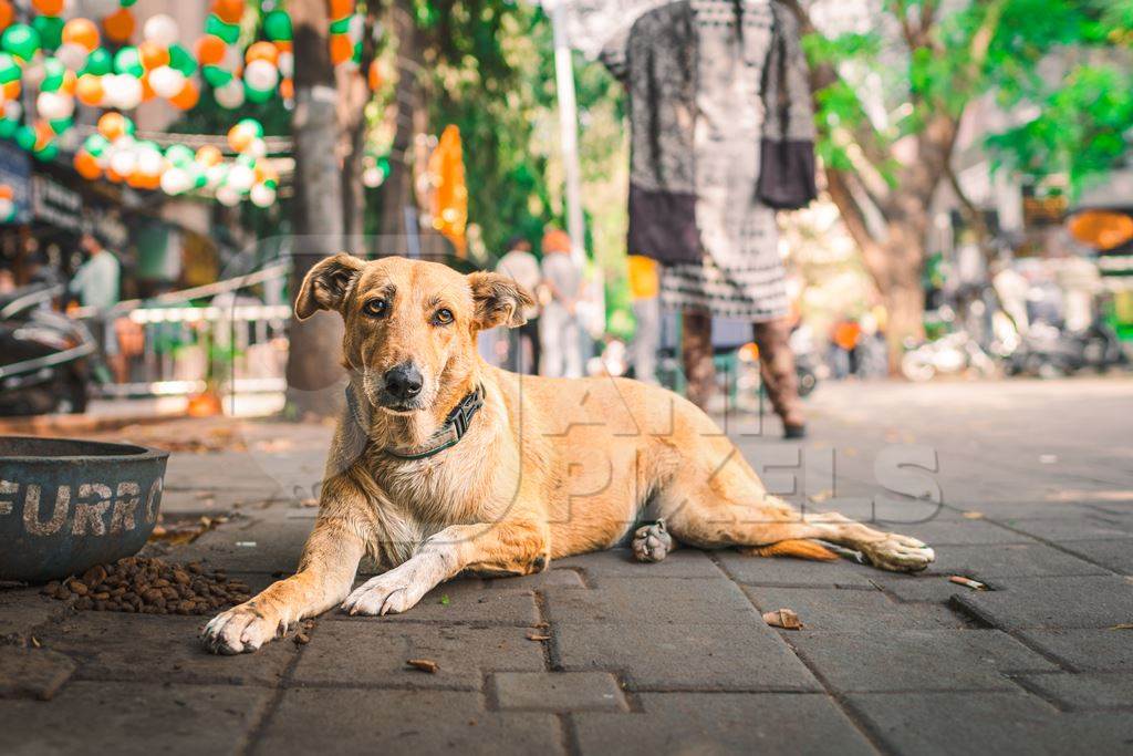 Indian street dog or stray pariah dog on the road in the city of Pune, Maharashtra, India, 2024