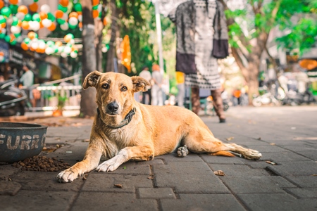 Indian street dog or stray pariah dog on the road in the city of Pune, Maharashtra, India, 2024