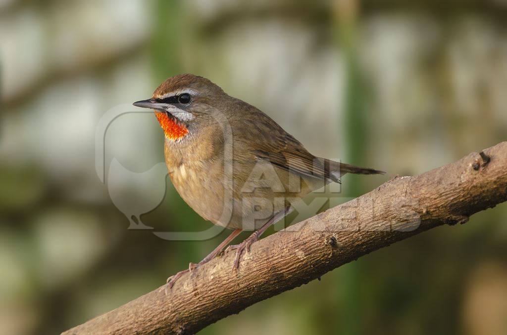 Siberian rubythroat bird, India