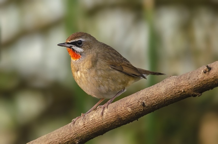 Siberian rubythroat bird, India