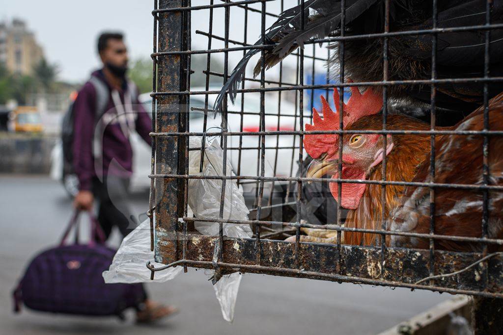 Indian chickens or hens on sale in cages at a live animal market on the roadside at Juna Bazaar in Pune, Maharashtra, India, 2021