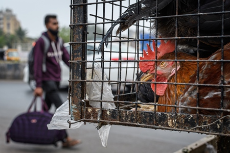 Indian chickens or hens on sale in cages at a live animal market on the roadside at Juna Bazaar in Pune, Maharashtra, India, 2021