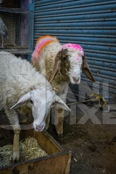 Sheep on sale at Kabootar market, Delhi, India, 2022