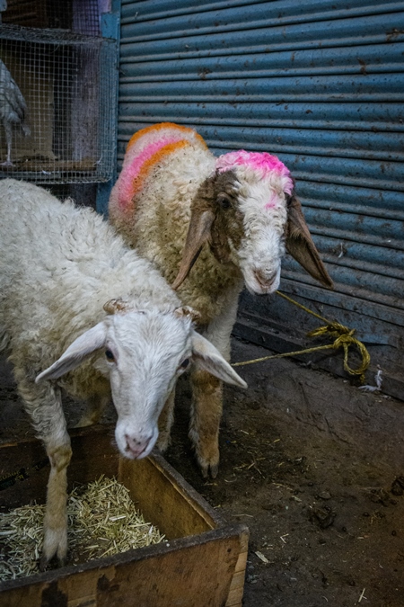 Sheep on sale at Kabootar market, Delhi, India, 2022