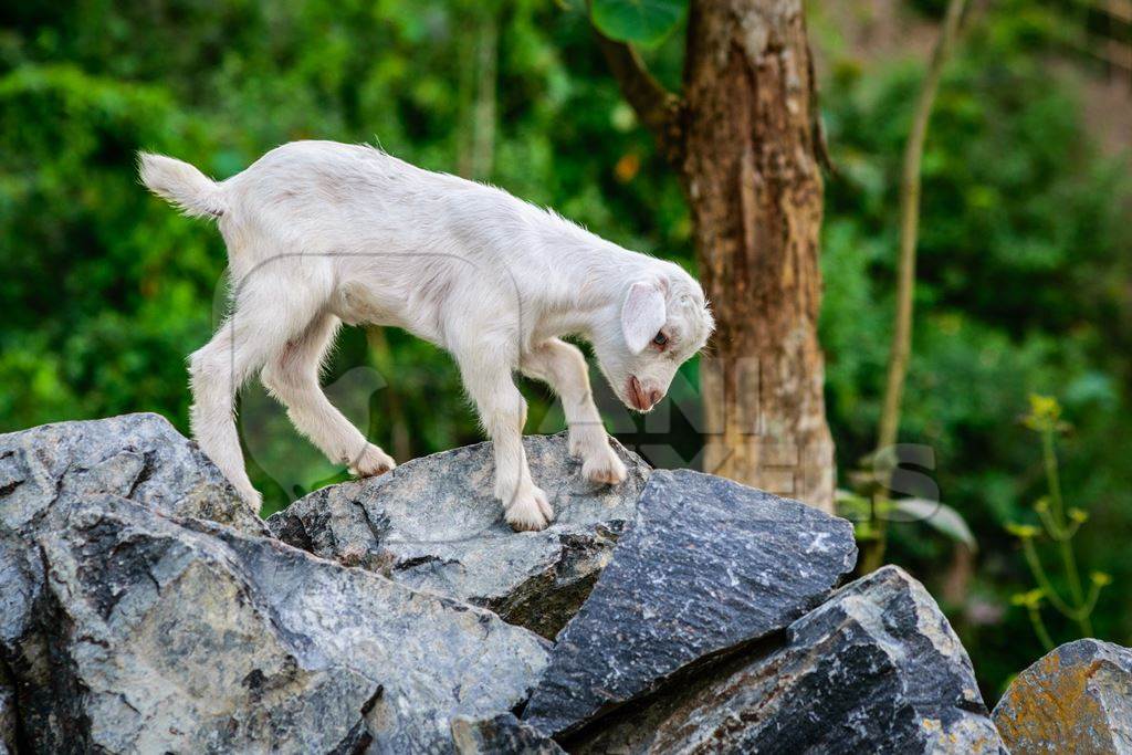 Cute white baby goat on rocks in rural part of Assam