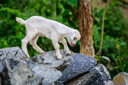 Cute white baby goat on rocks in rural part of Assam