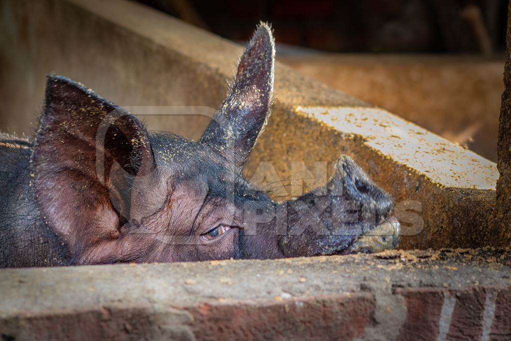 Farmed Indian pig in a concrete pig pen or stall in Dimapur, Nagaland in Northeast India, 2018