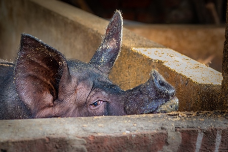 Farmed Indian pig in a concrete pig pen or stall in Dimapur, Nagaland in Northeast India, 2018