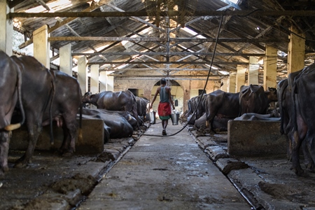 A worker carries milk buckets between lines of farmed Indian buffaloes on an urban dairy farm or tabela, Aarey milk colony, Mumbai, India, 2023