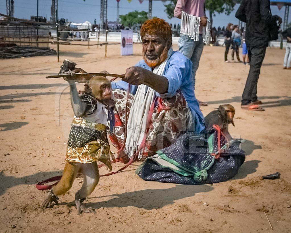 Still from Video: Man with dancing macaque monkeys  illegal performing for entertainment and begging for money for spectators at Pushkar camel fair in Rajasthan