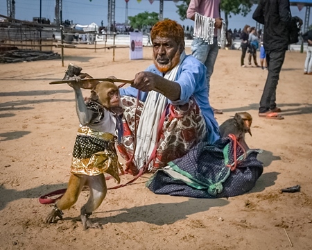 Still from Video: Man with dancing macaque monkeys  illegal performing for entertainment and begging for money for spectators at Pushkar camel fair in Rajasthan