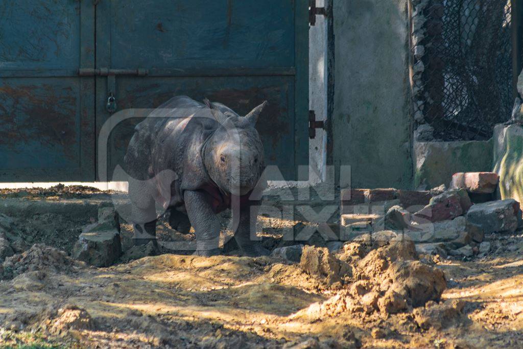 Captive Indian one horned rhino baby calf  at Sanjay Gandhi Jaivik Udyan zoo in Patna, Bihar in India