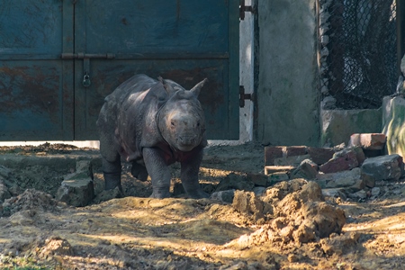 Captive Indian one horned rhino baby calf  at Sanjay Gandhi Jaivik Udyan zoo in Patna, Bihar in India