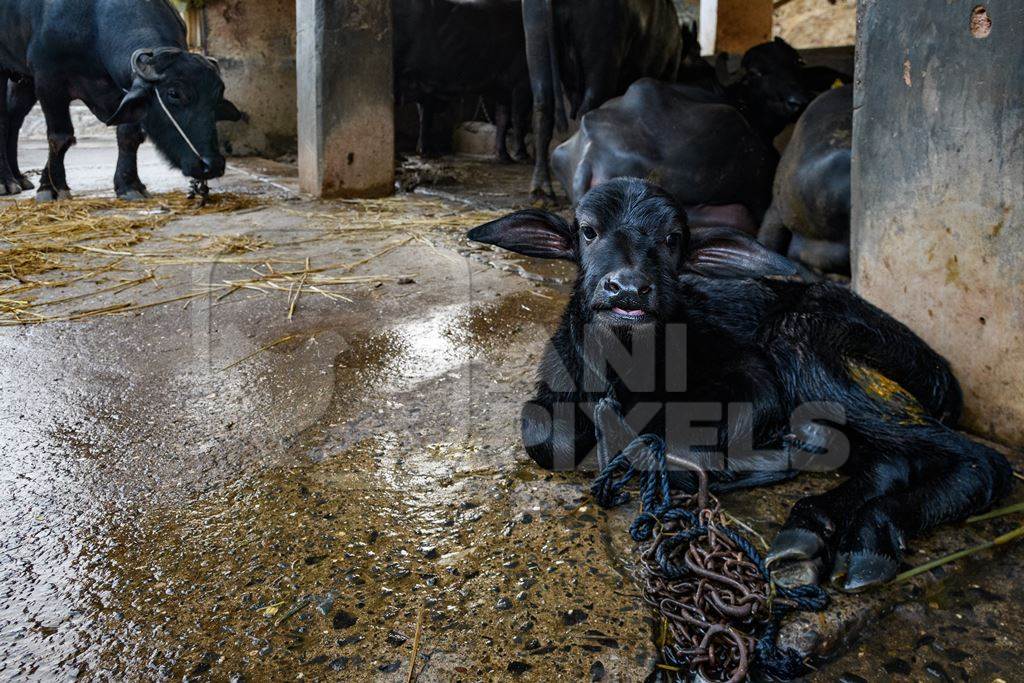Indian buffalo calf tied up on a wet floor on an urban dairy farm or tabela, Aarey milk colony, Mumbai, India, 2023