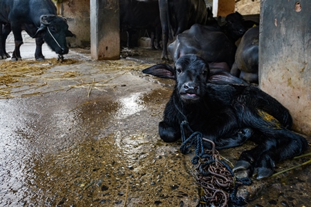 Indian buffalo calf tied up on a wet floor on an urban dairy farm or tabela, Aarey milk colony, Mumbai, India, 2023