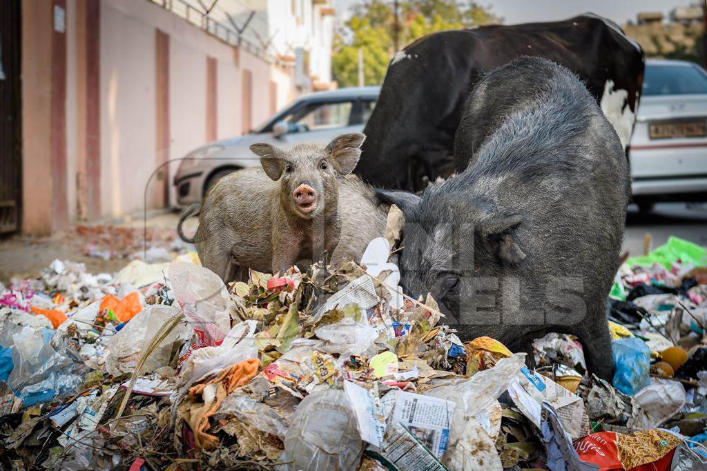 Indian urban or feral pigs scavenging for food in pile of garbage and waste in a street in Jaipur, India, 2022