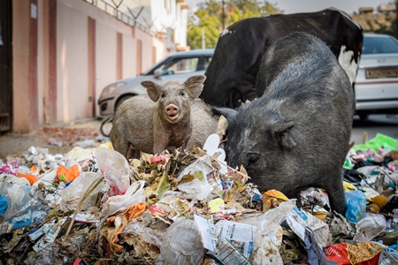 Indian urban or feral pigs scavenging for food in pile of garbage and waste in a street in Jaipur, India, 2022