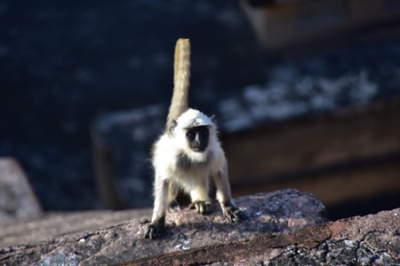 Grey langur with dark background