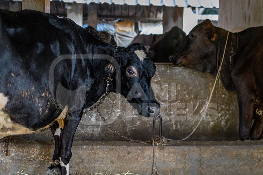 Indian cows chained up  on an urban dairy farm or tabela, Aarey milk colony, Mumbai, India, 2023