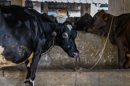 Indian cows chained up  on an urban dairy farm or tabela, Aarey milk colony, Mumbai, India, 2023