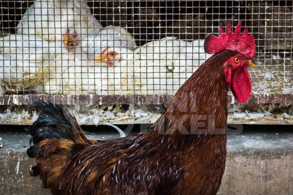 Cockerel walks in front of a cage of broiler chickens at Crawford meat market