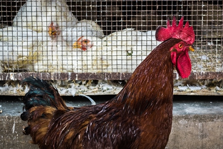 Cockerel walks in front of a cage of broiler chickens at Crawford meat market