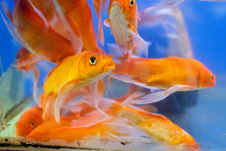 Orange goldfish in a tank at an underwater fish tunnel expo aquarium in Pune, Maharashtra, India, 2024