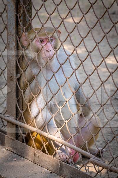 Sad macaque monkey with skin condition looking through fence of cage of Mumbai zoo