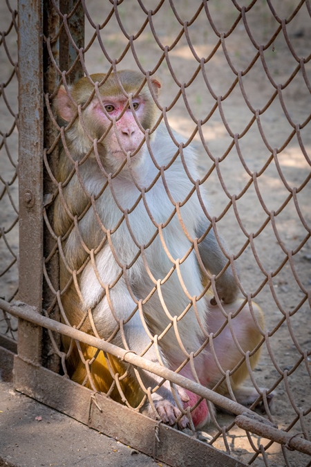 Sad macaque monkey with skin condition looking through fence of cage of Mumbai zoo