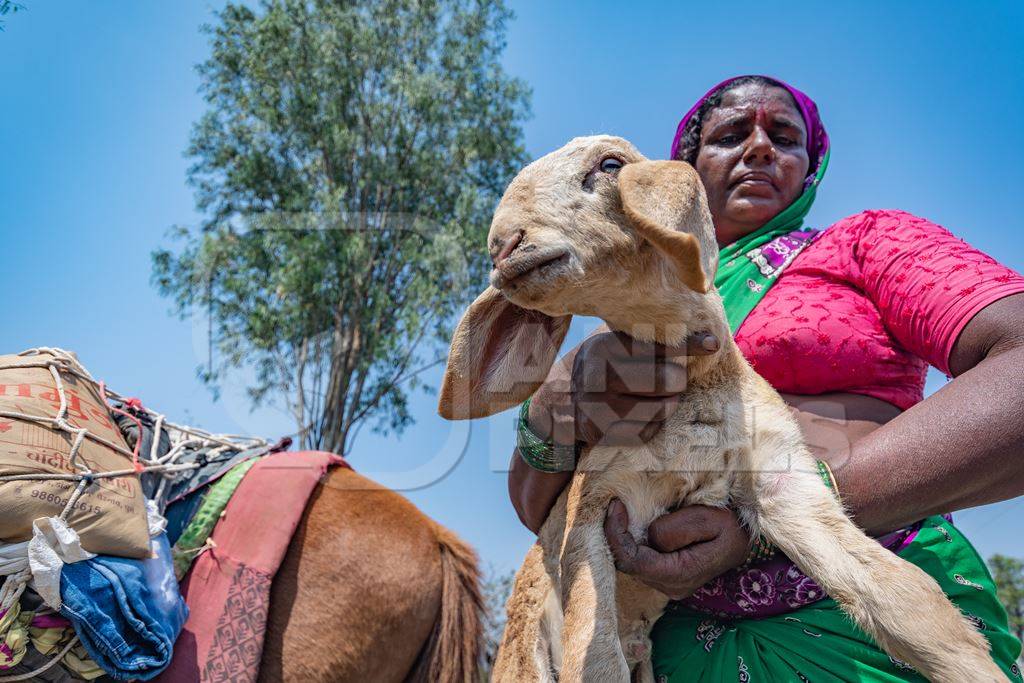 Indian nomad lady carrying baby sheep or lamb in a field in rural Maharashtra, India
